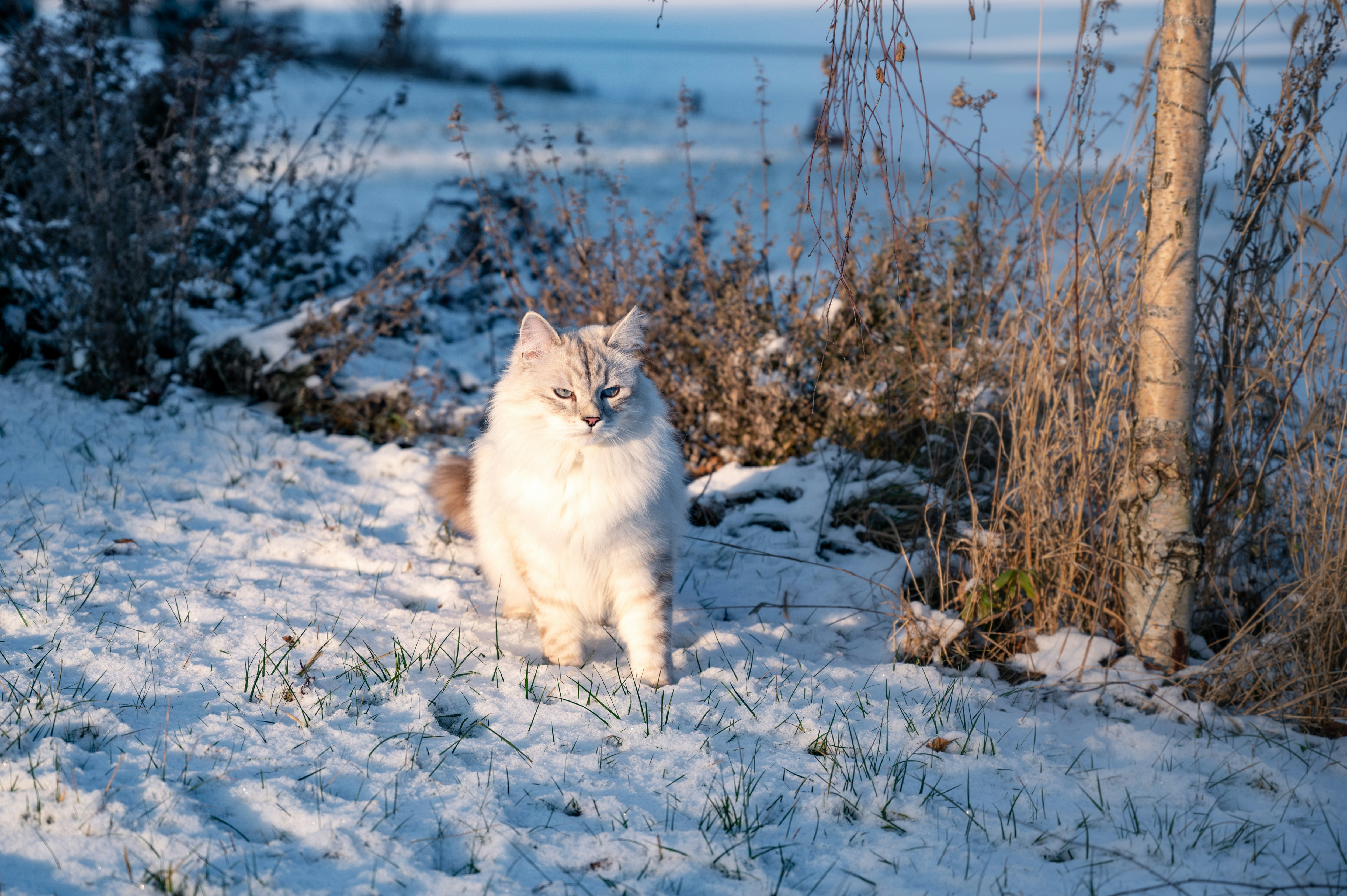 a white and brown cat walking in the snow