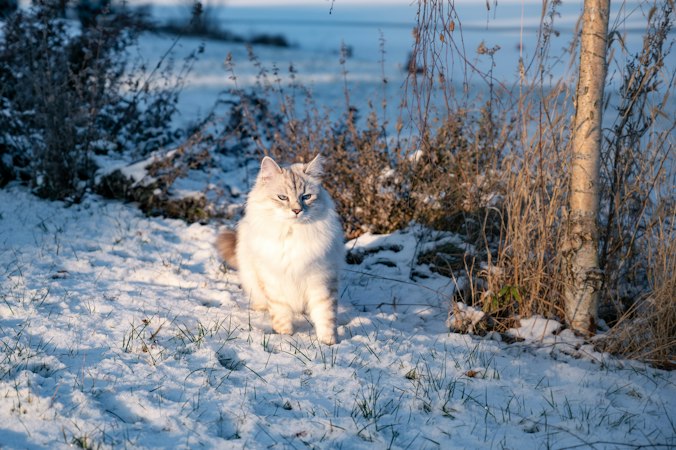 Colorpoint Siberian cat sitting near shrubs in winter sunlight