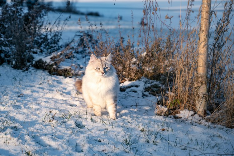 Colorpoint Siberian cat sitting near shrubs in winter sunlight