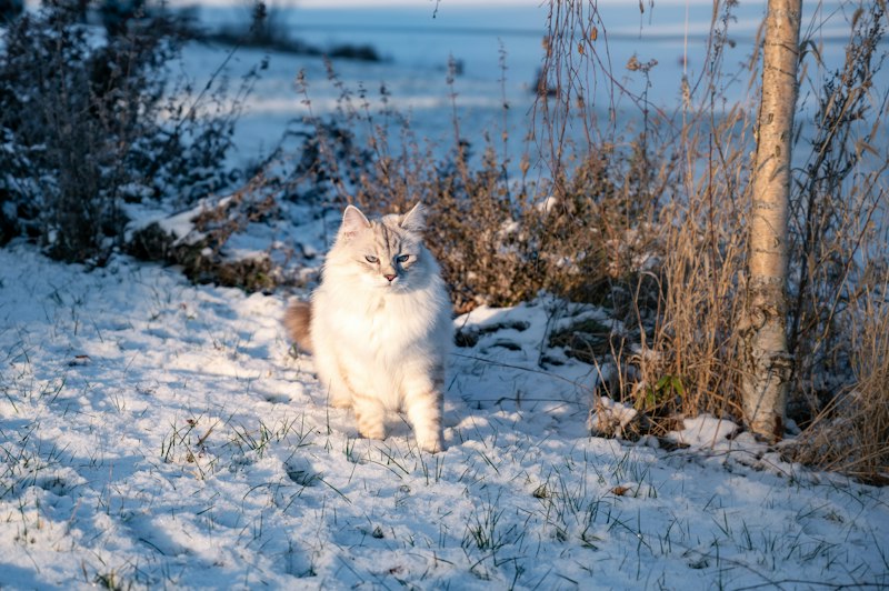 Siberian photo 5