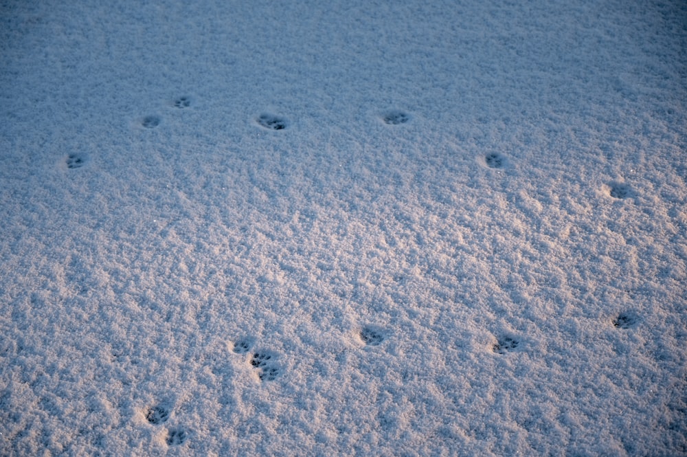 a snow covered ground with footprints of animals