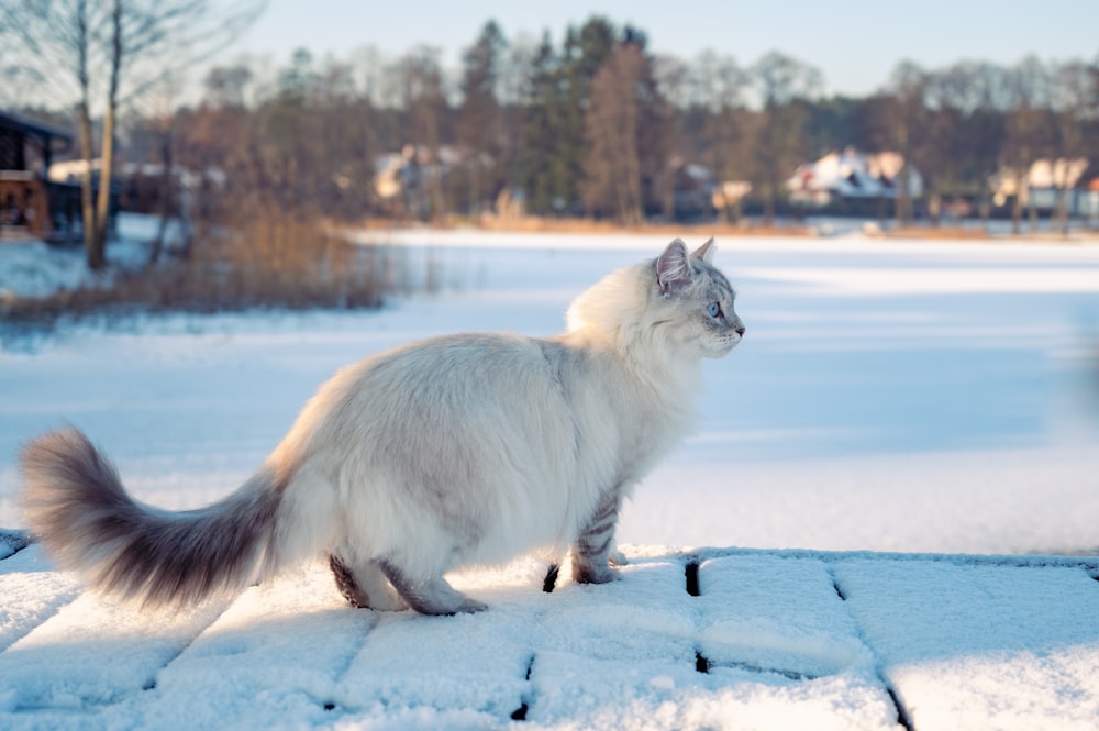 a white cat standing on top of snow covered ground