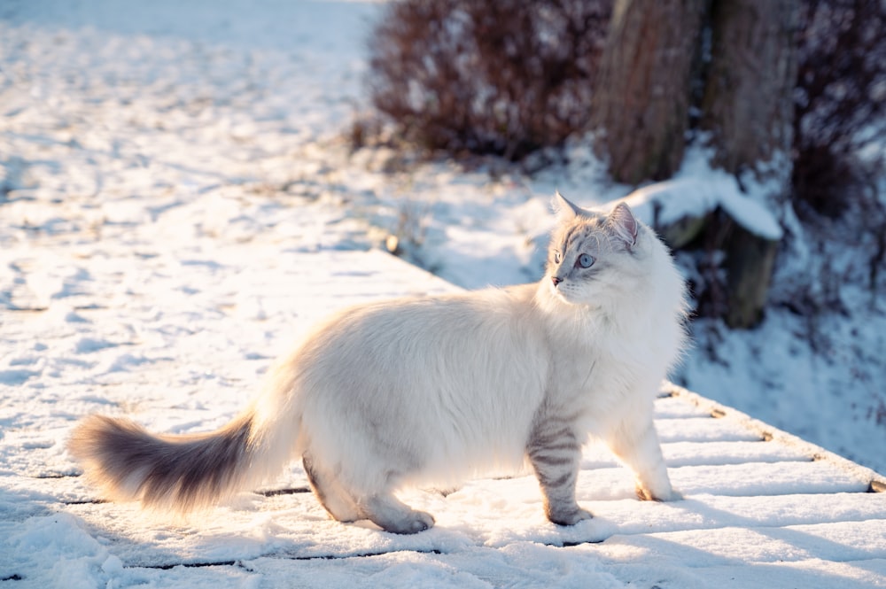 a white cat is walking in the snow