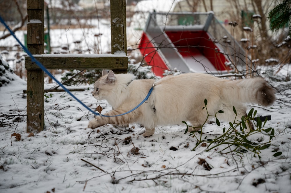 a white cat is tied to a wooden post