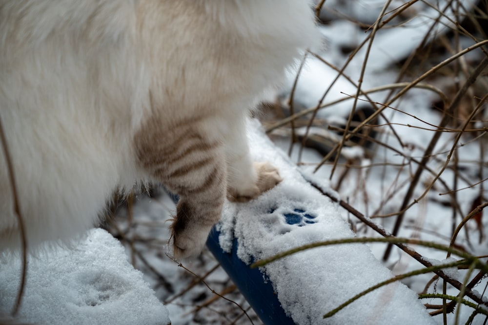 un gatto che cammina su un oggetto blu nella neve