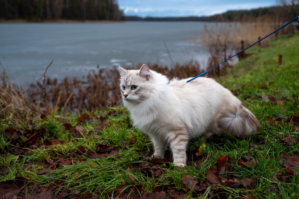 a white cat is walking on a leash by the water