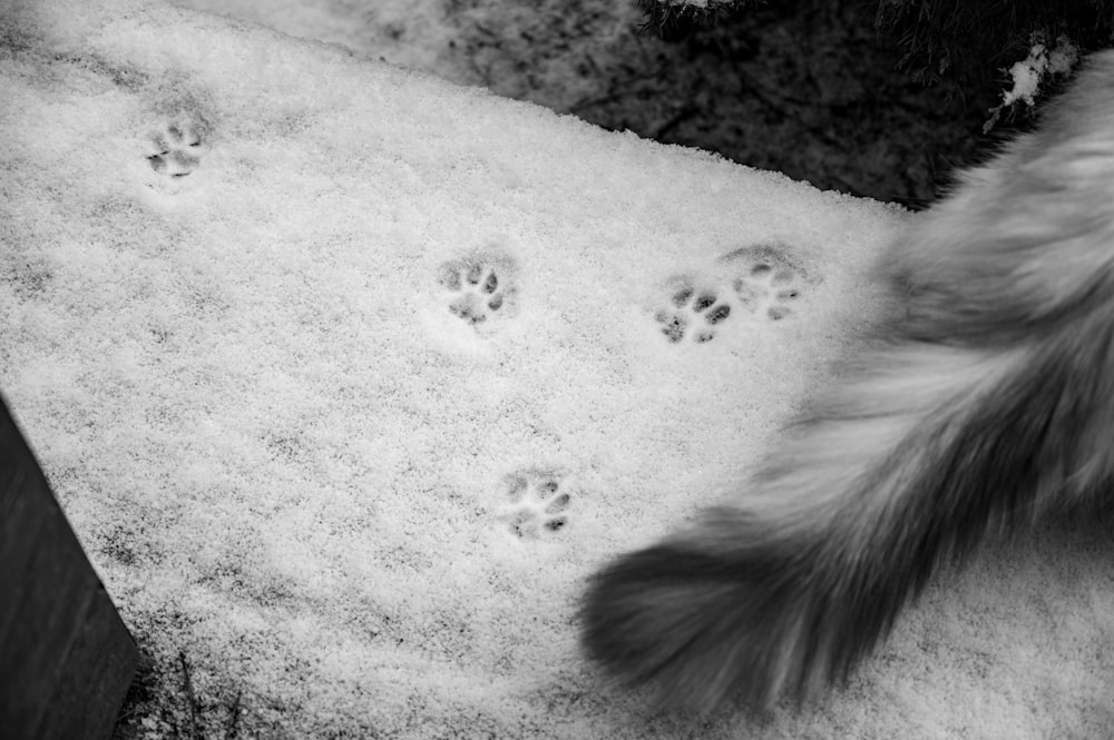 Eine Katzenpfote drückt sich im Schnee ab