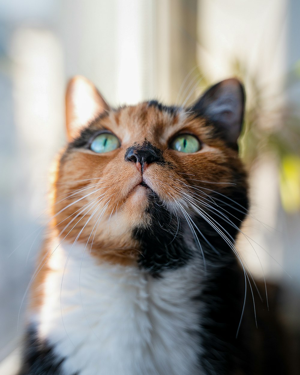 a close up of a cat looking up