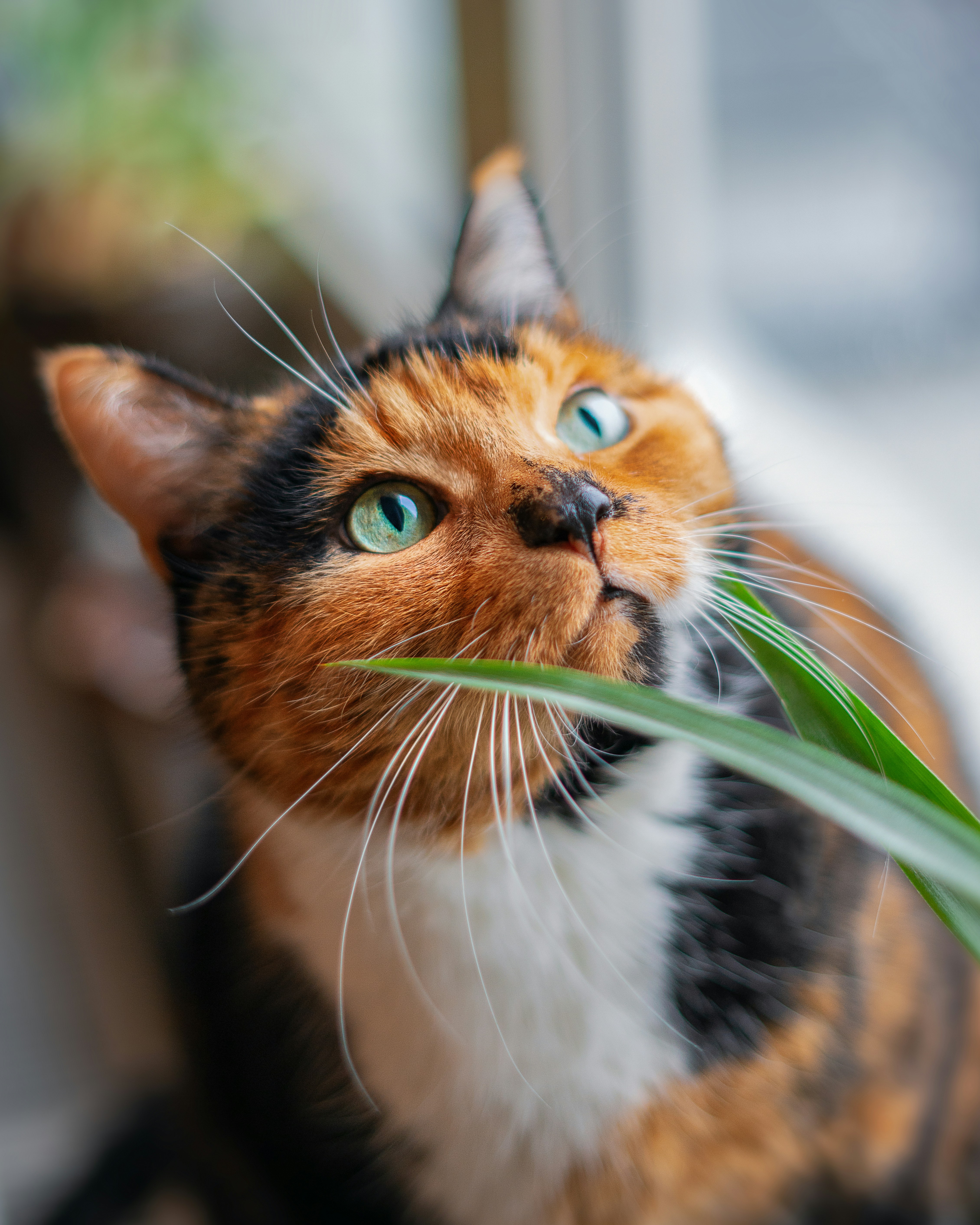 Why Some Cats Are More Susceptible (image credits: unsplash)