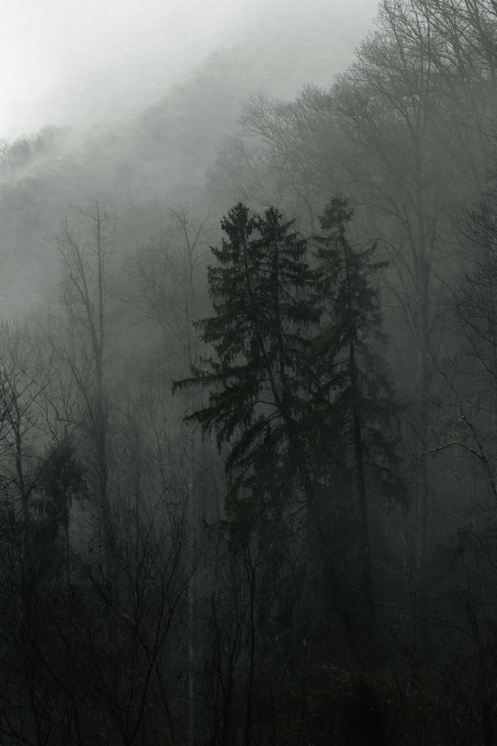 a black and white photo of a foggy forest