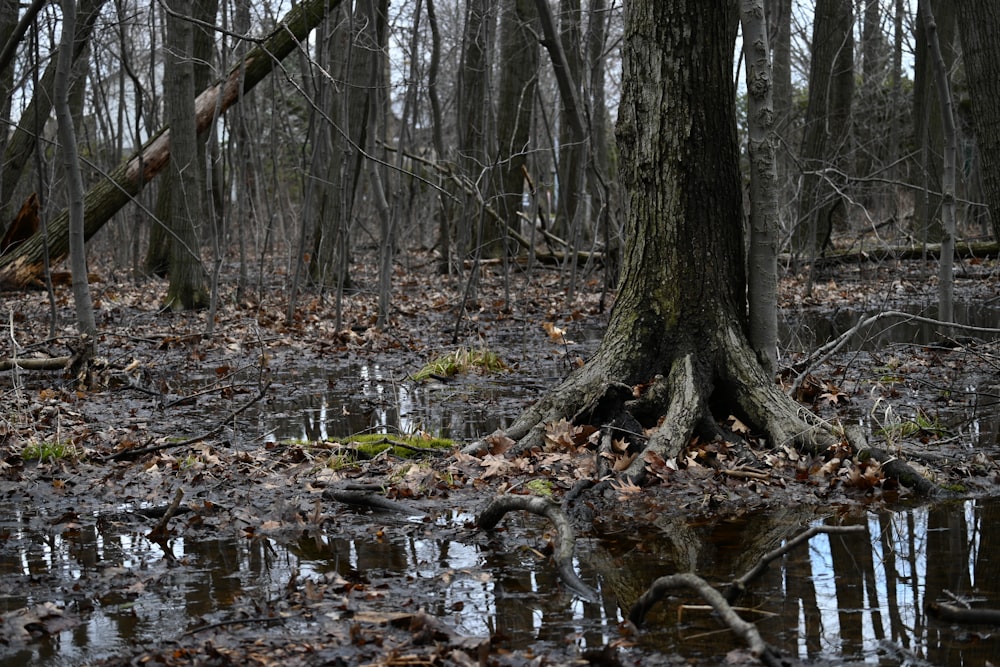 a tree that is in the middle of a swamp