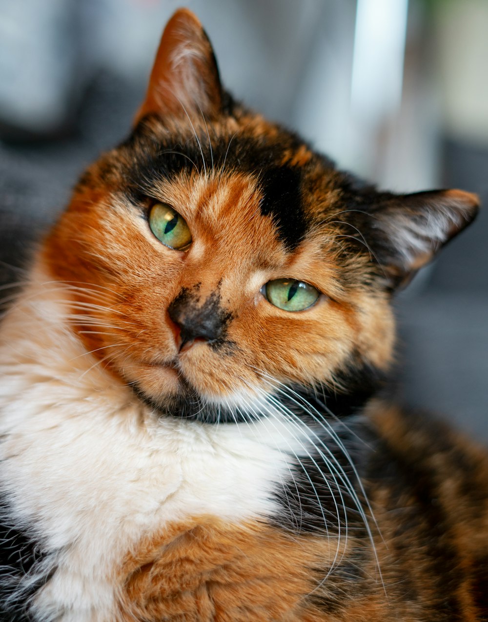 a close up of a cat with green eyes