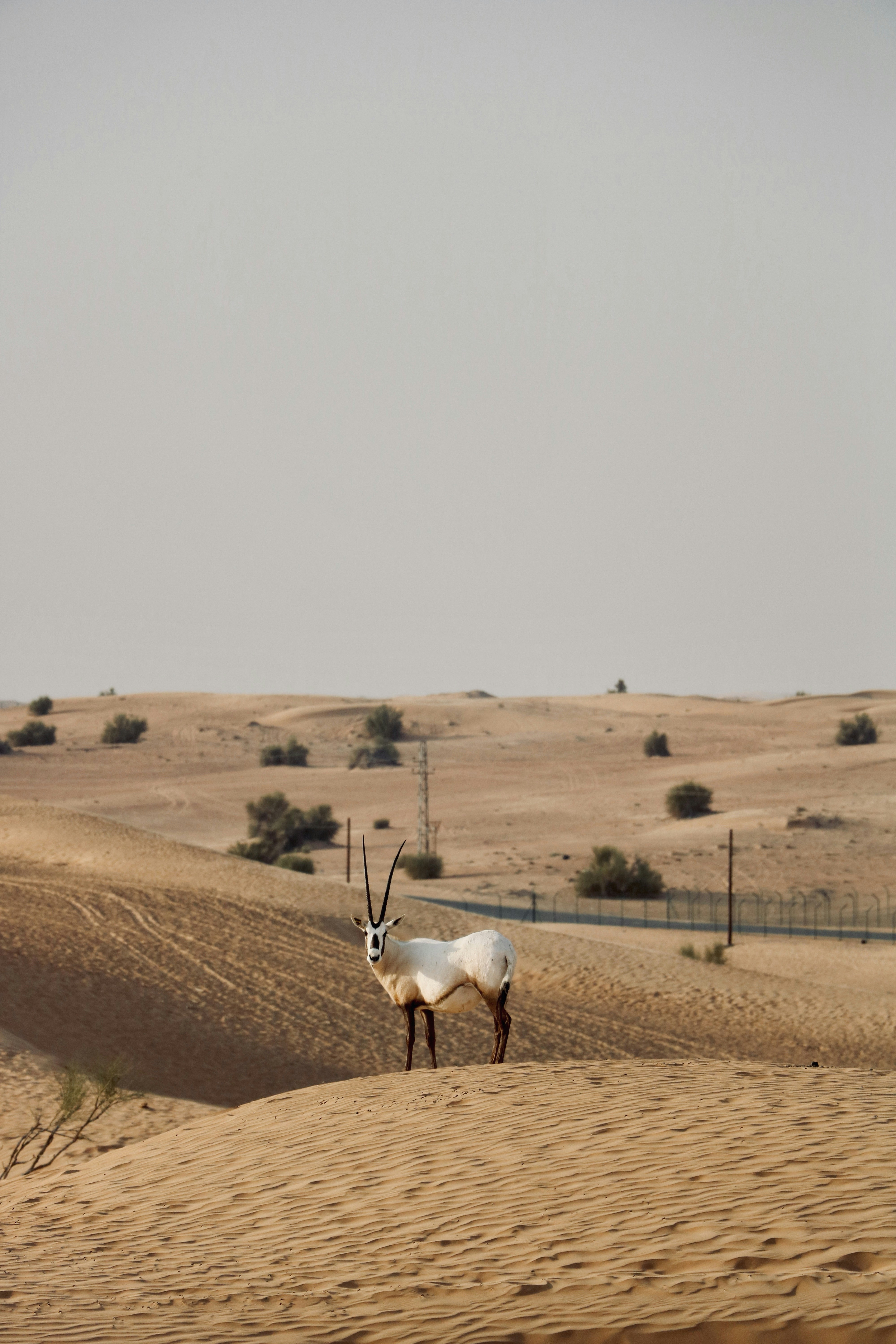 Golf course with desert landscape in Dubai, UAE