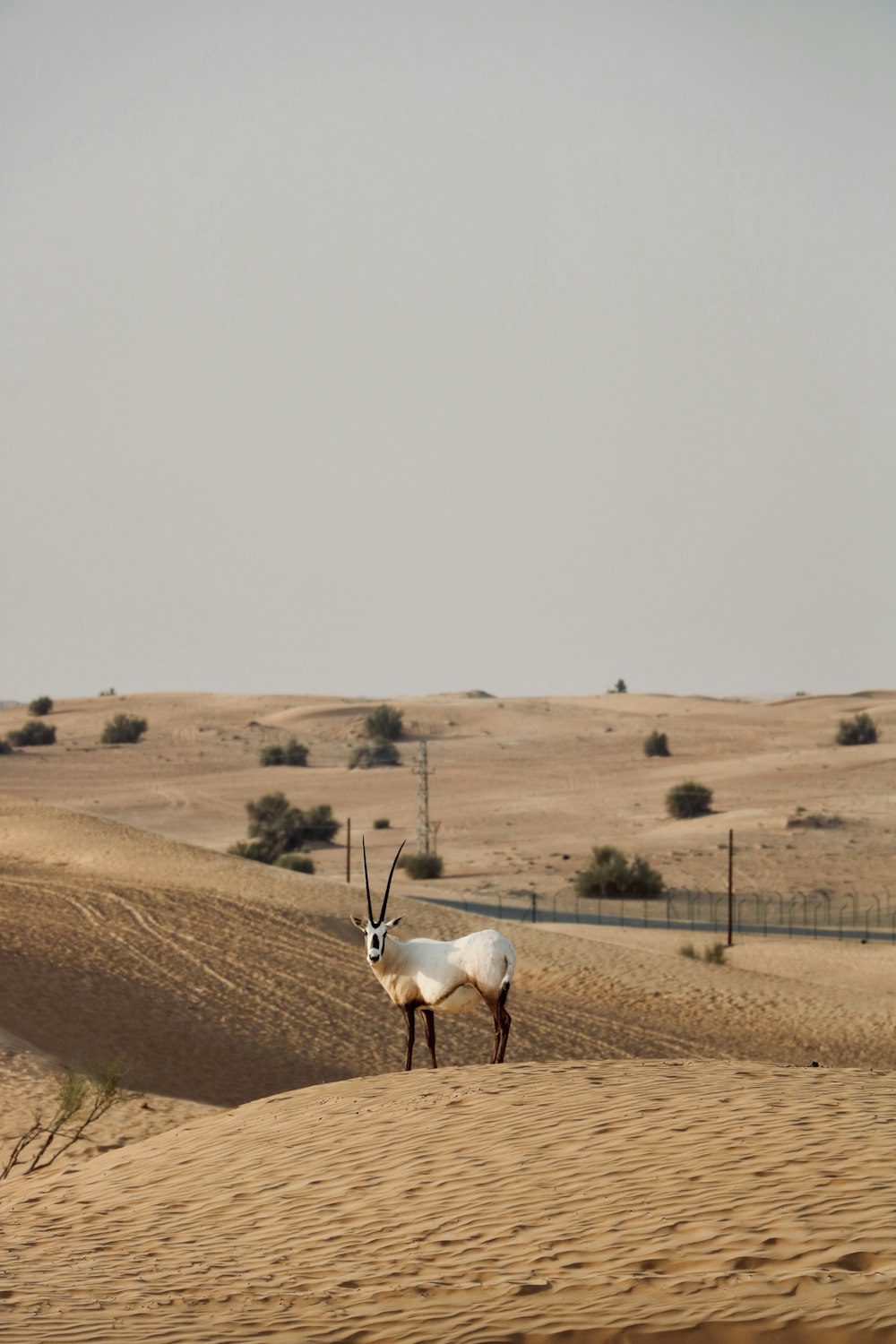 an antelope standing in the middle of a desert