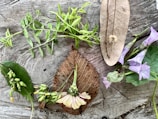 Several natural elements, including green leaves, a variety of flowers in shades of purple and white, and dried leaves, are arranged on a textured wooden surface. The arrangement includes different types of foliage and floral elements, creating an organic and earthy composition.
