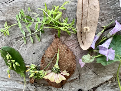 Several natural elements, including green leaves, a variety of flowers in shades of purple and white, and dried leaves, are arranged on a textured wooden surface. The arrangement includes different types of foliage and floral elements, creating an organic and earthy composition.