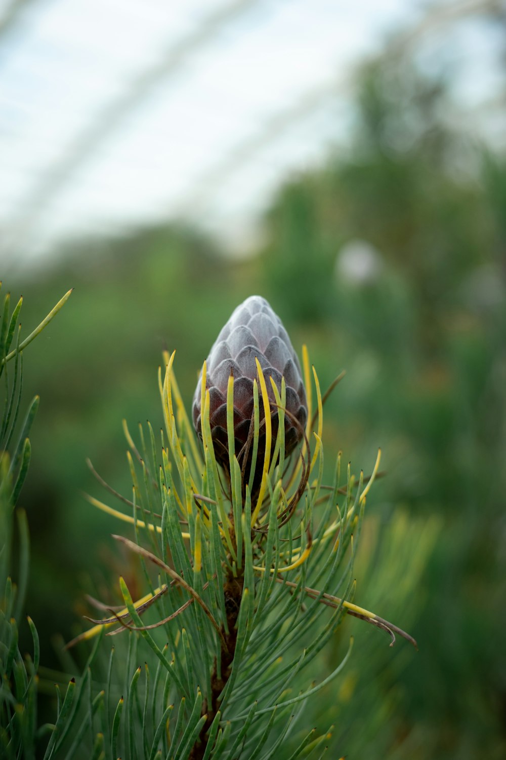 a close up of a pine tree with a bug on it