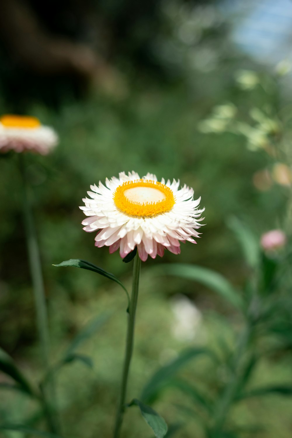 a close up of a flower with a blurry background