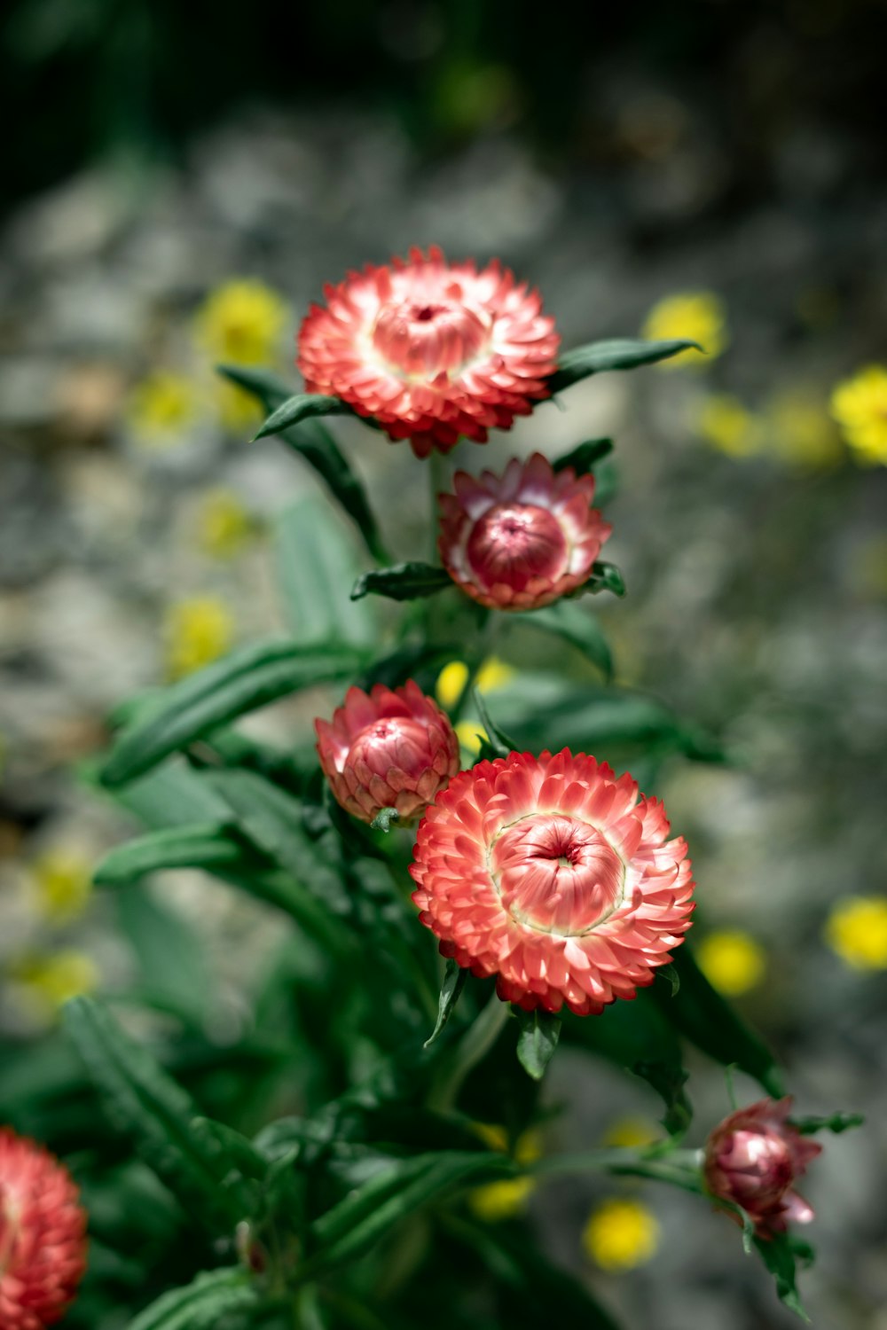 a group of red flowers sitting on top of a green plant