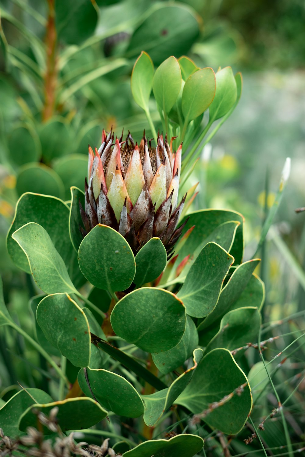 a close up of a flower on a plant