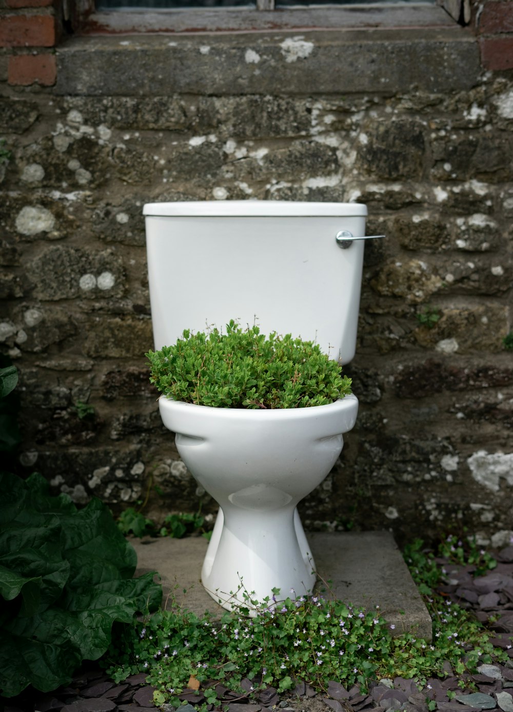 a toilet with a plant growing out of it