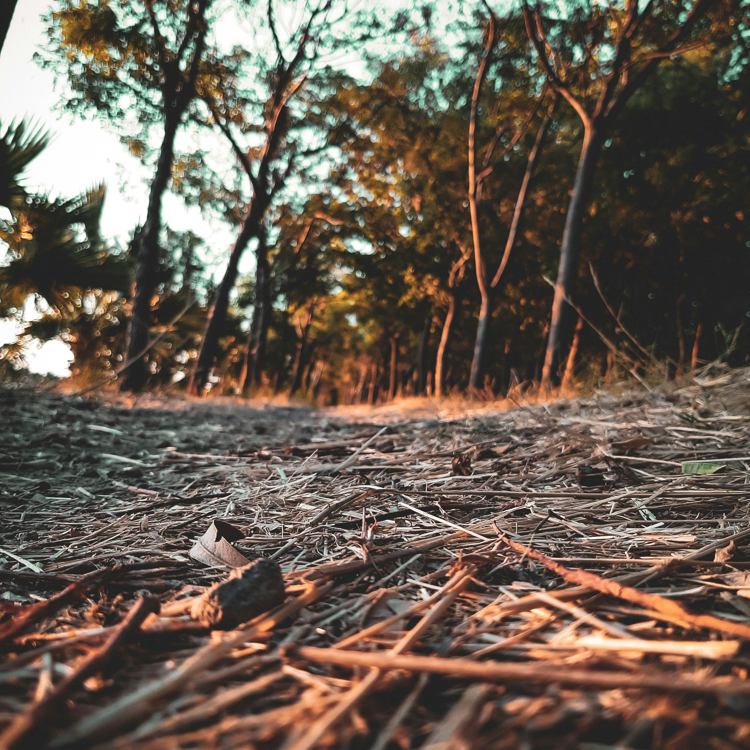 Photo by andromedasso