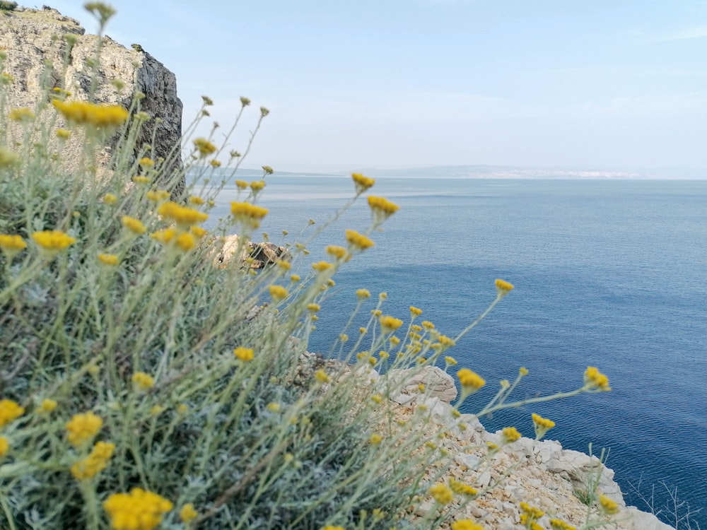 yellow flowers growing on the side of a cliff near the ocean