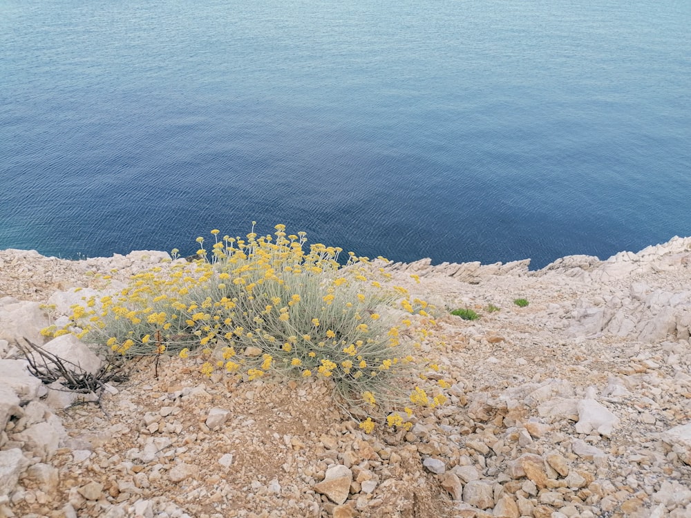 a plant with yellow flowers on a rocky cliff