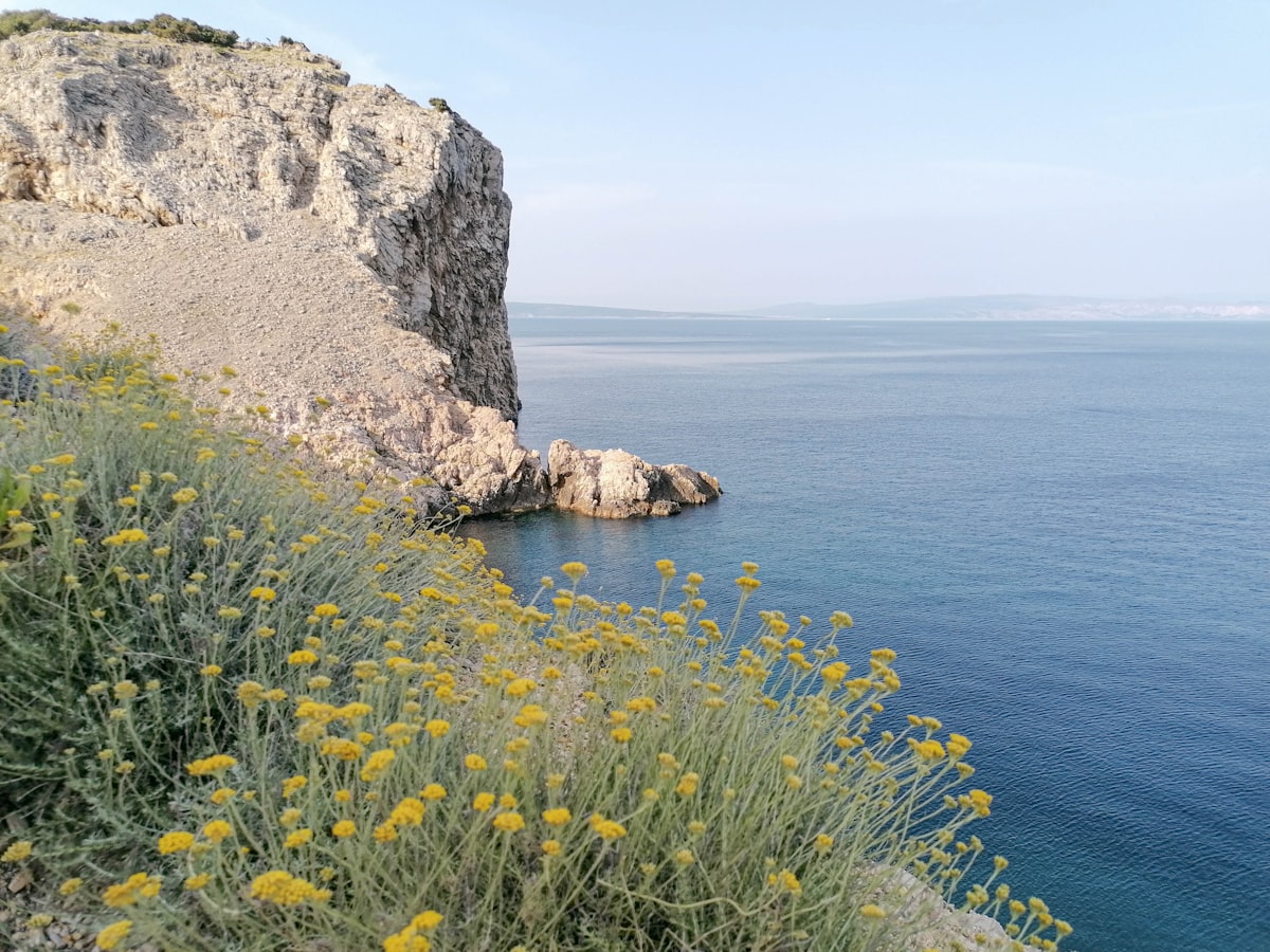 Immortelle on a cliffside. Photo by Emtisquare Studio / Unsplash