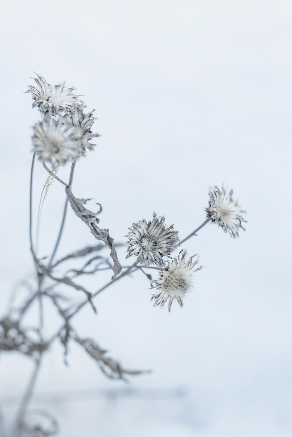 a close up of a plant with white flowers