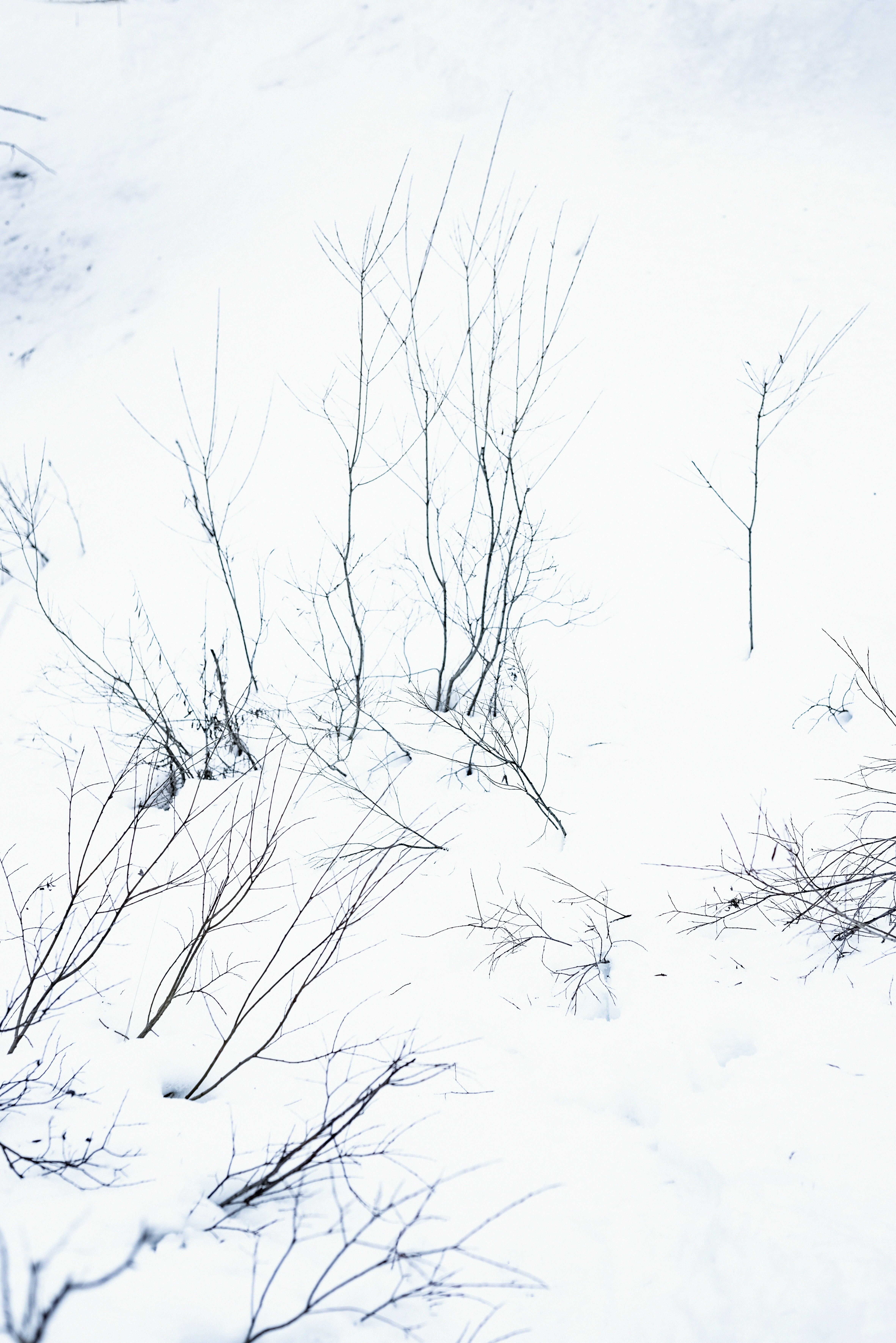 Photo by lauraadaiphoto