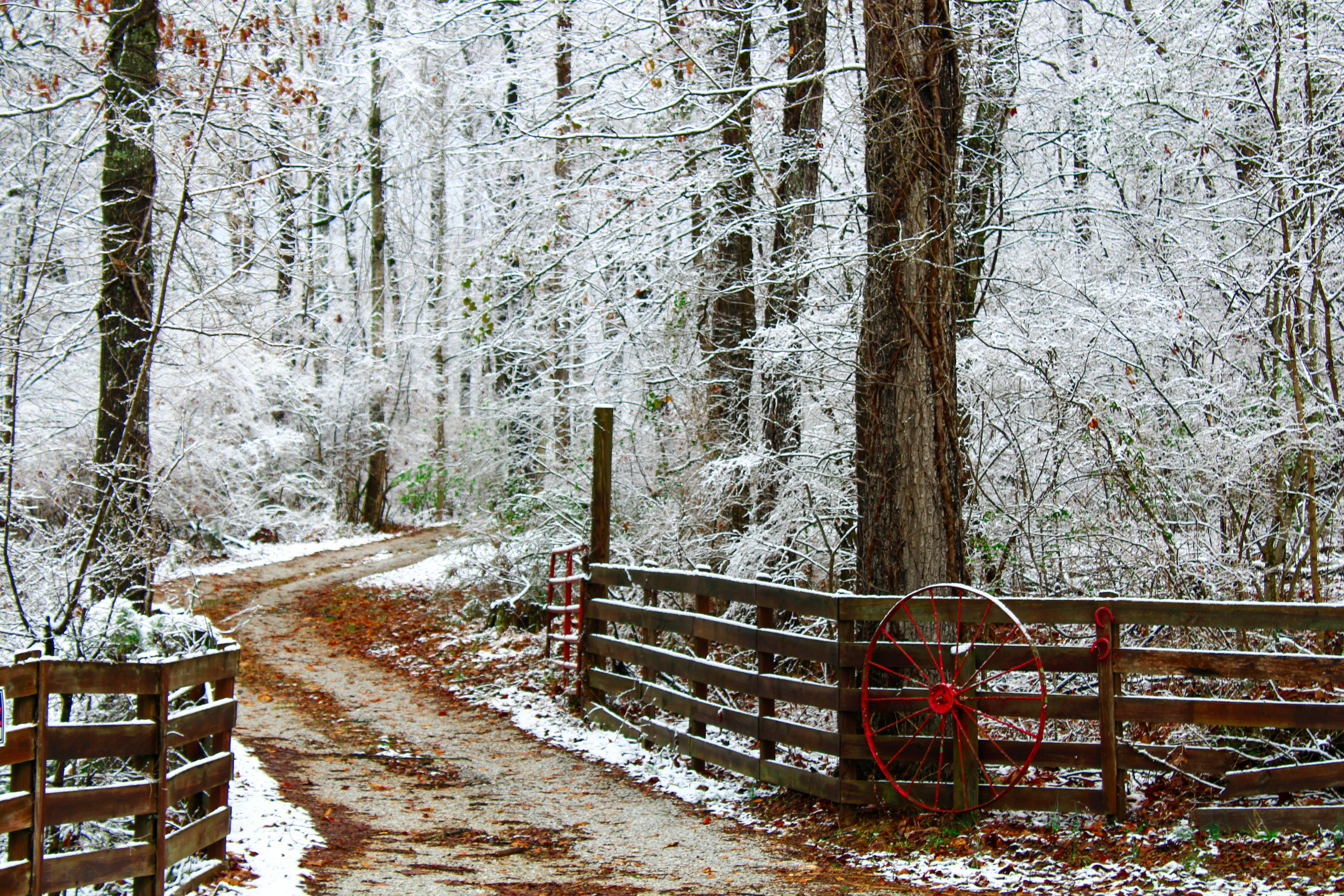 A path in the woods with snow on the ground photo – Free Winter trees ...