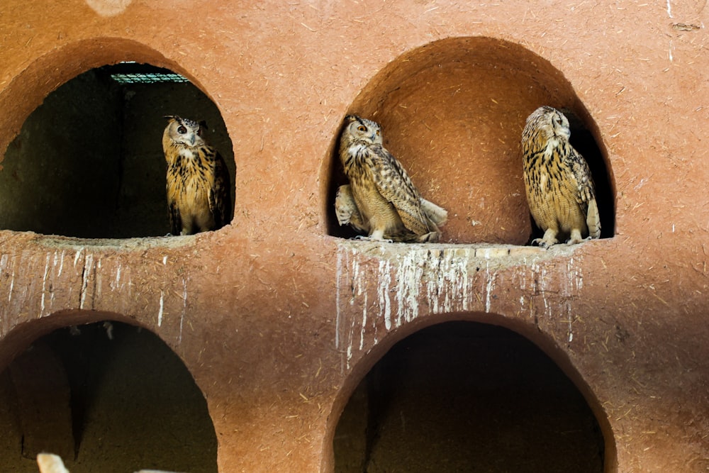 a couple of birds sitting on top of a brick wall