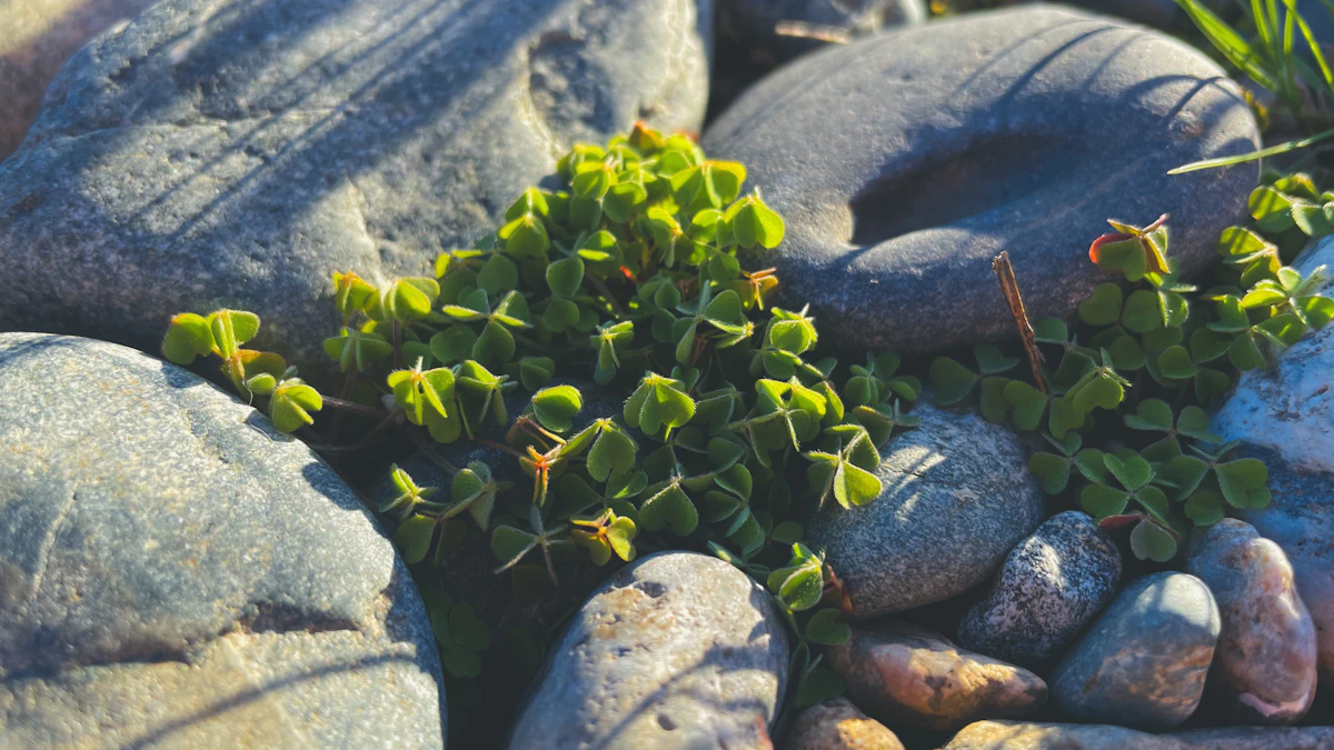 Lithops Living Stones India — Camouflage Succulent Complete Guide
