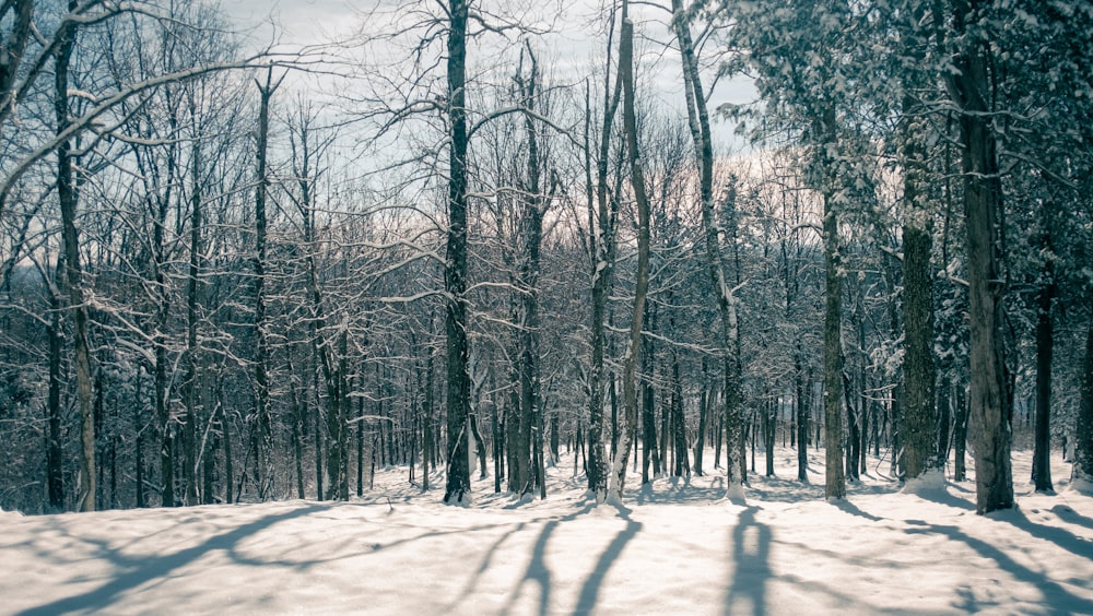 a snow covered forest filled with lots of trees