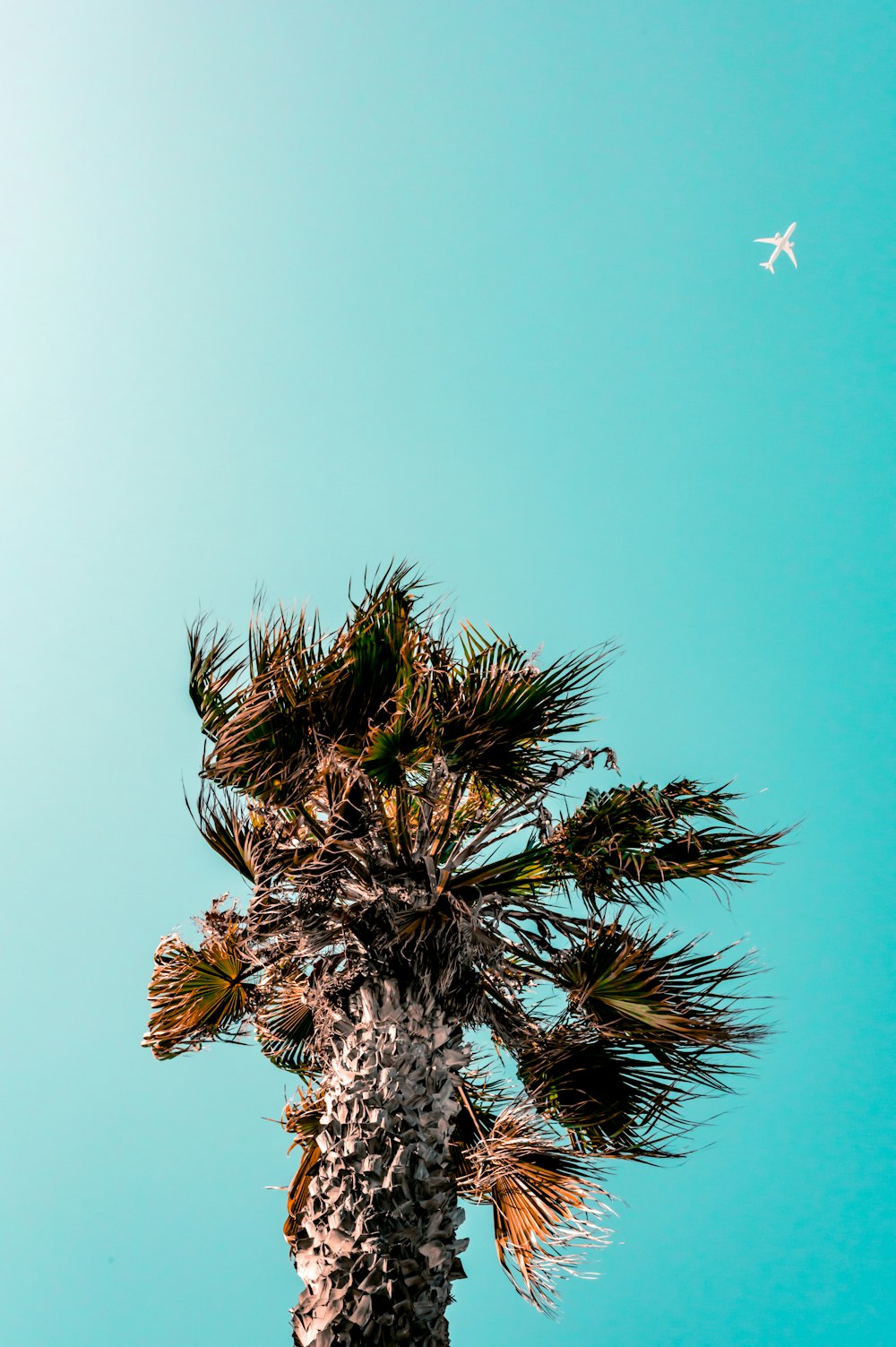a palm tree with a plane flying overhead