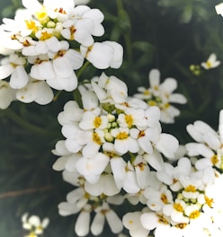 a bunch of white flowers with yellow centers