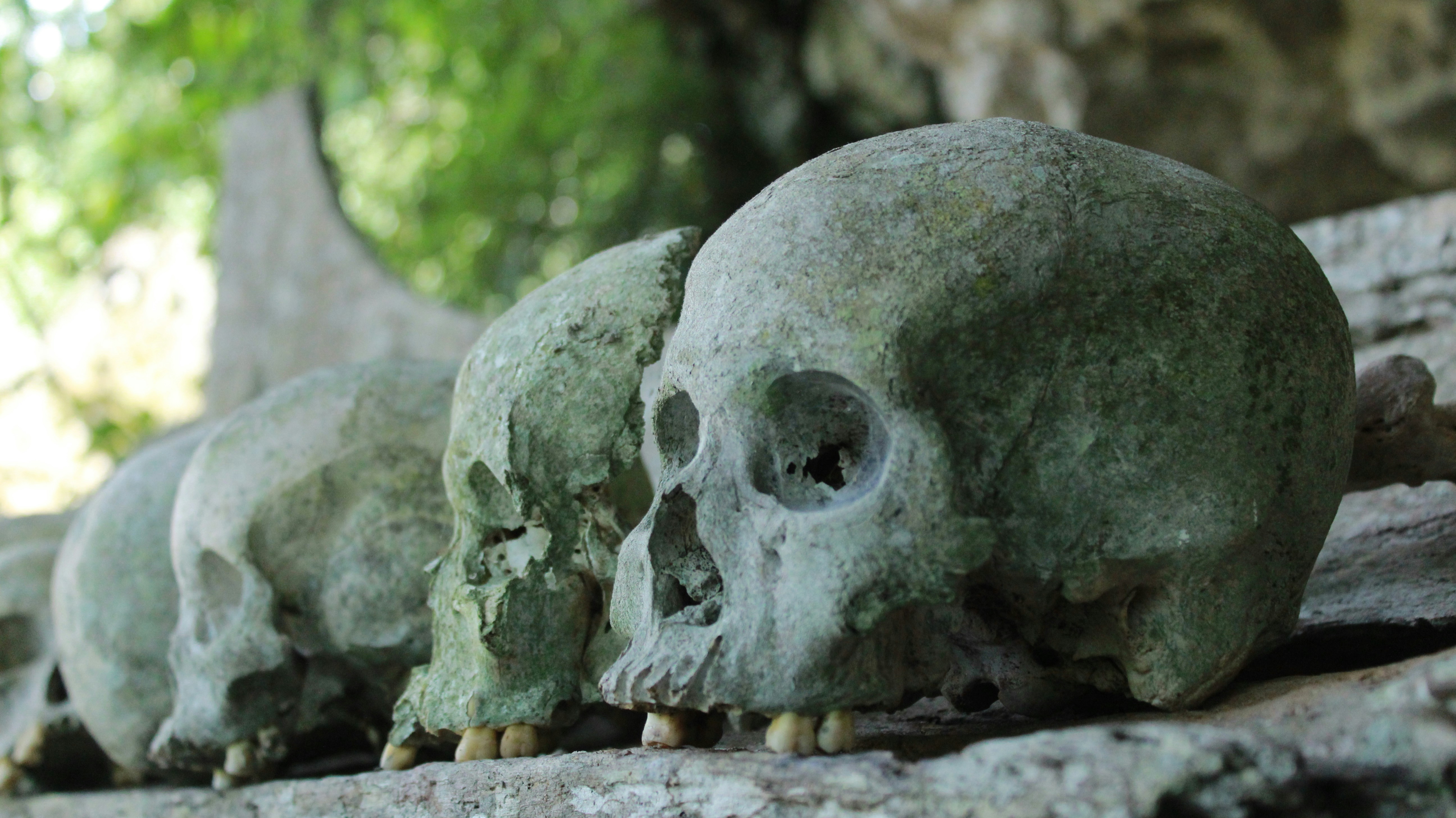 Preservation and Conservation Efforts (image credits: unsplash)