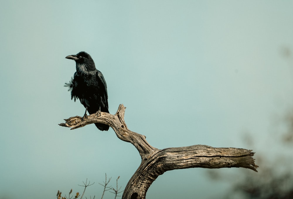 a black bird sitting on top of a tree branch