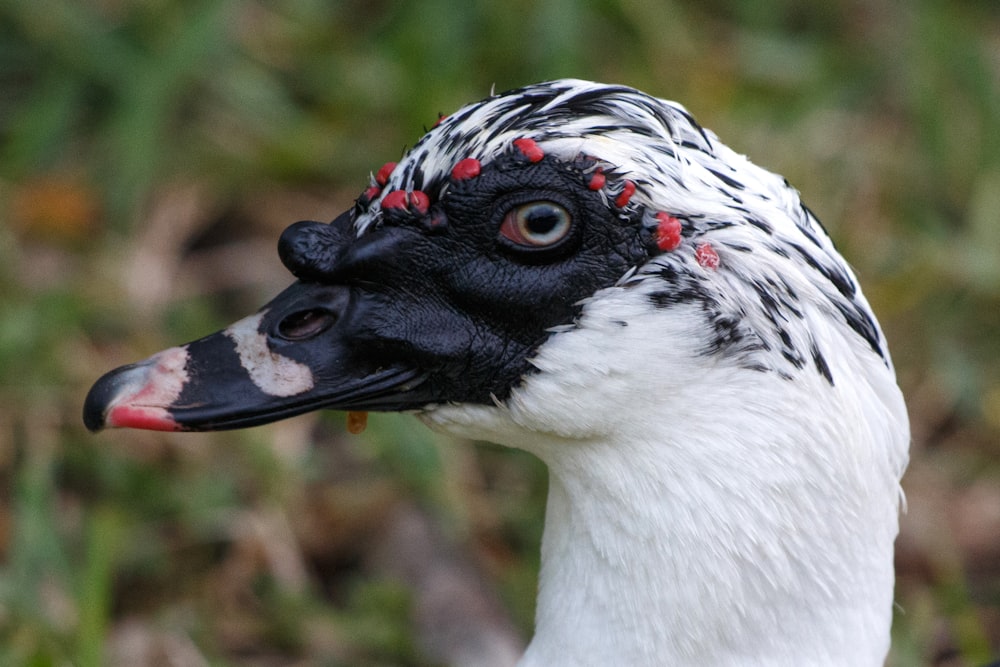 a close up of a white and black duck