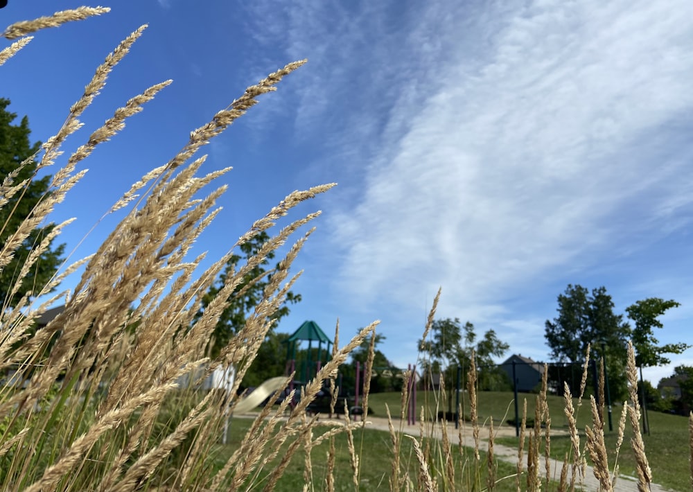 a field with tall grass and a blue sky in the background