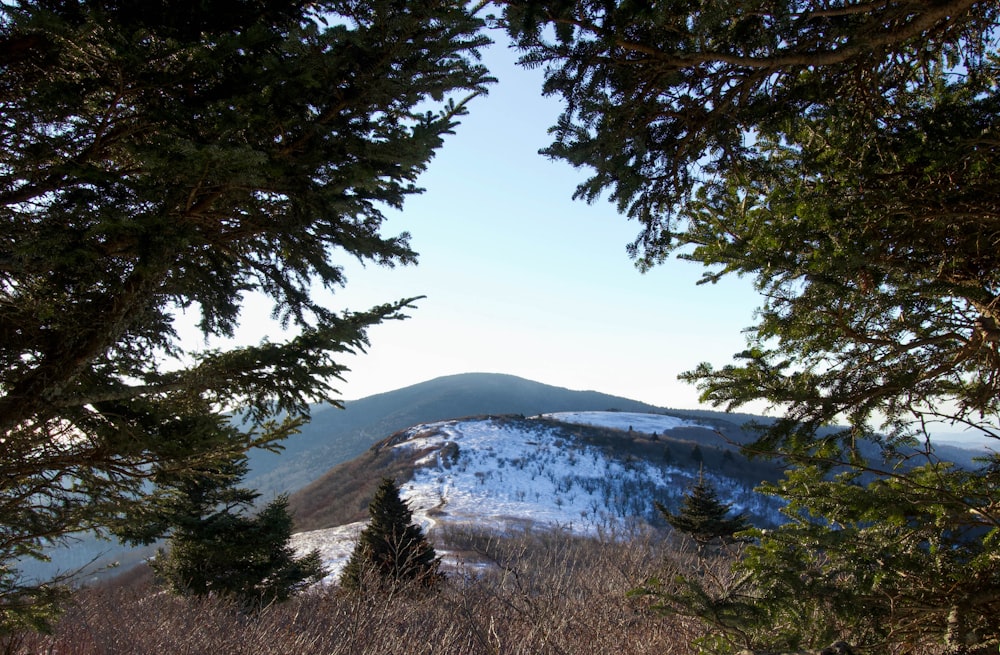 a view of a snow covered mountain through some trees