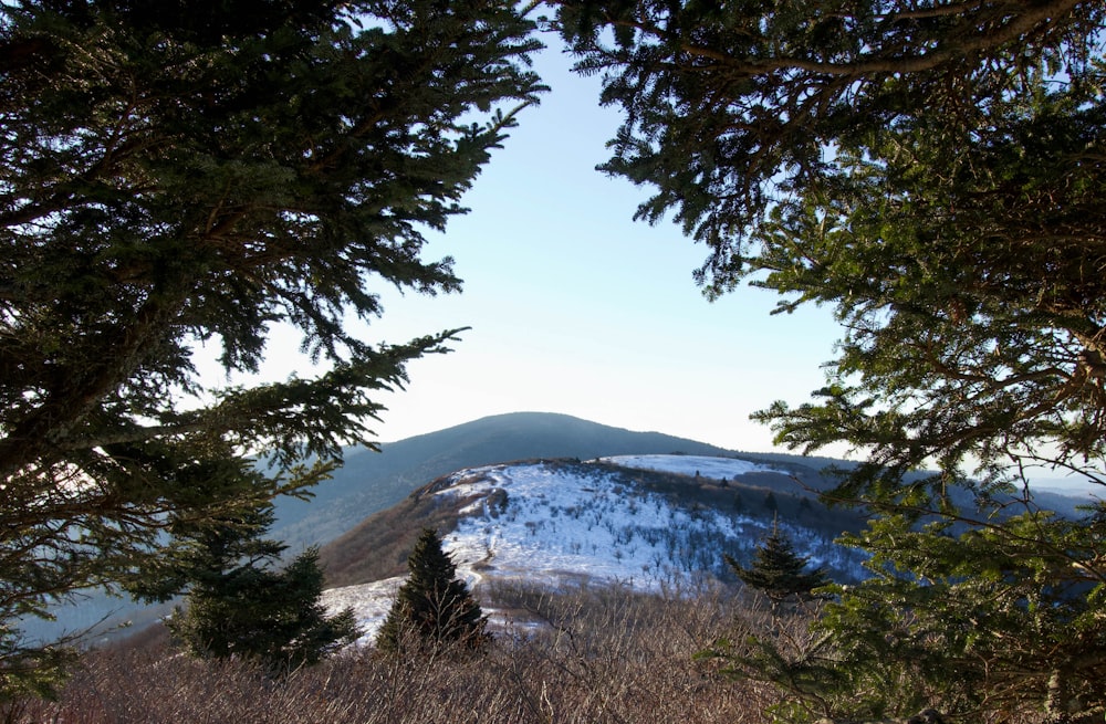 Una vista de una montaña cubierta de nieve a través de algunos árboles