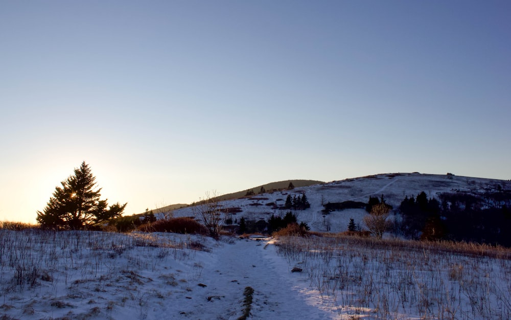 a snow covered hill with a tree in the foreground