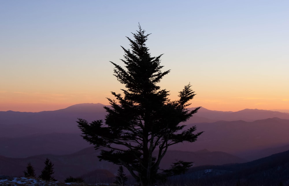 a lone pine tree stands in the foreground as the sun sets