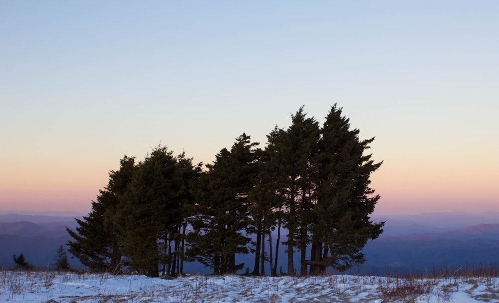 a group of trees in the middle of a snowy field