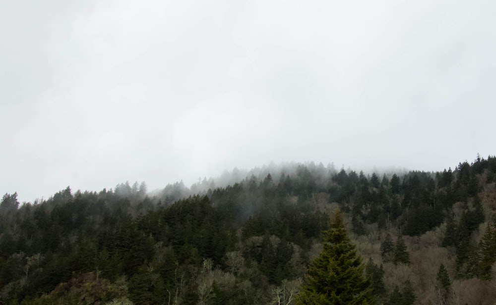 a mountain covered in fog and trees on a cloudy day