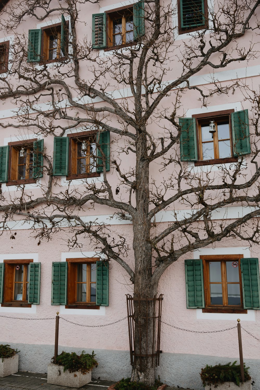 a tree in front of a pink building with green shutters