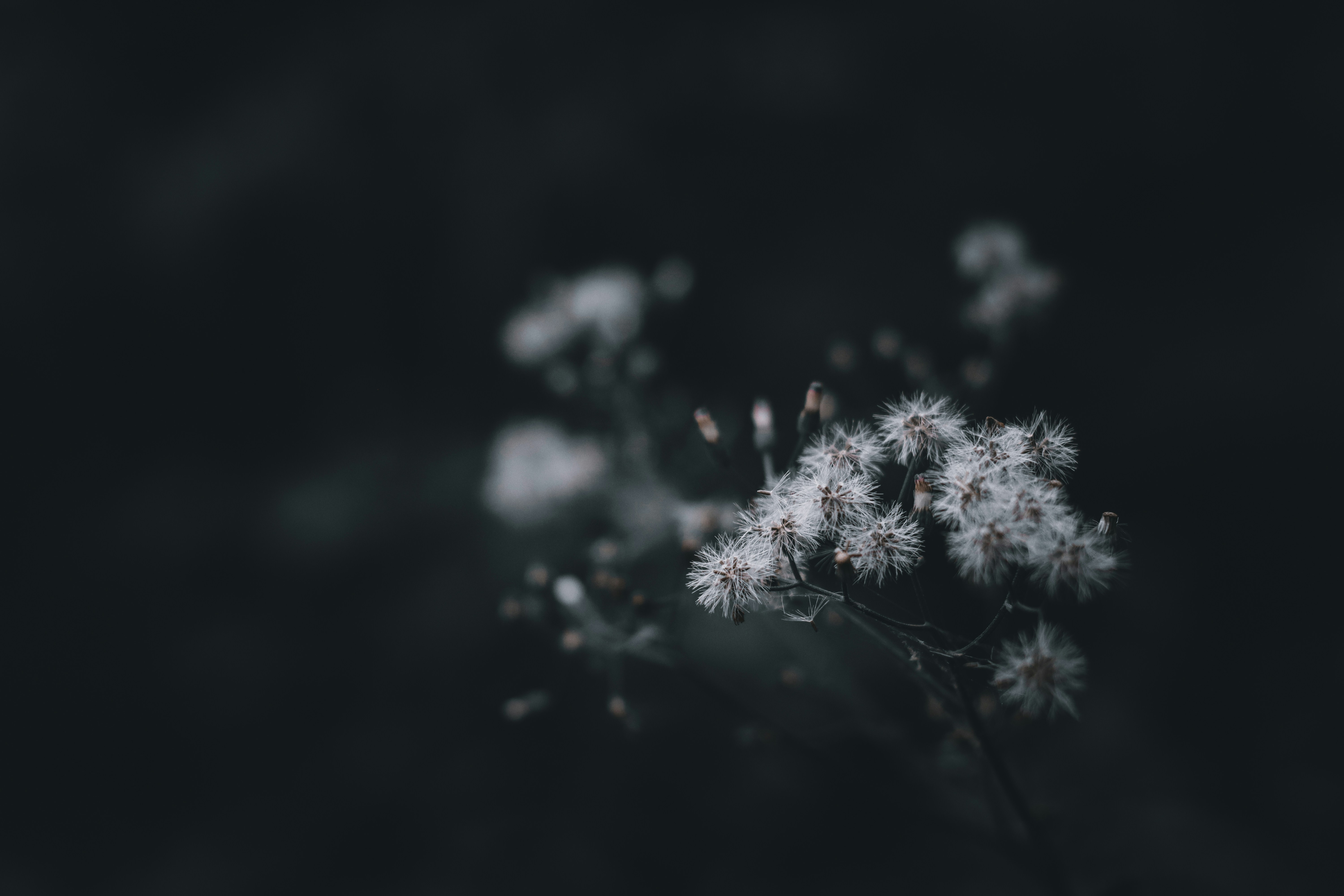 Photo by mynicknameisjosh