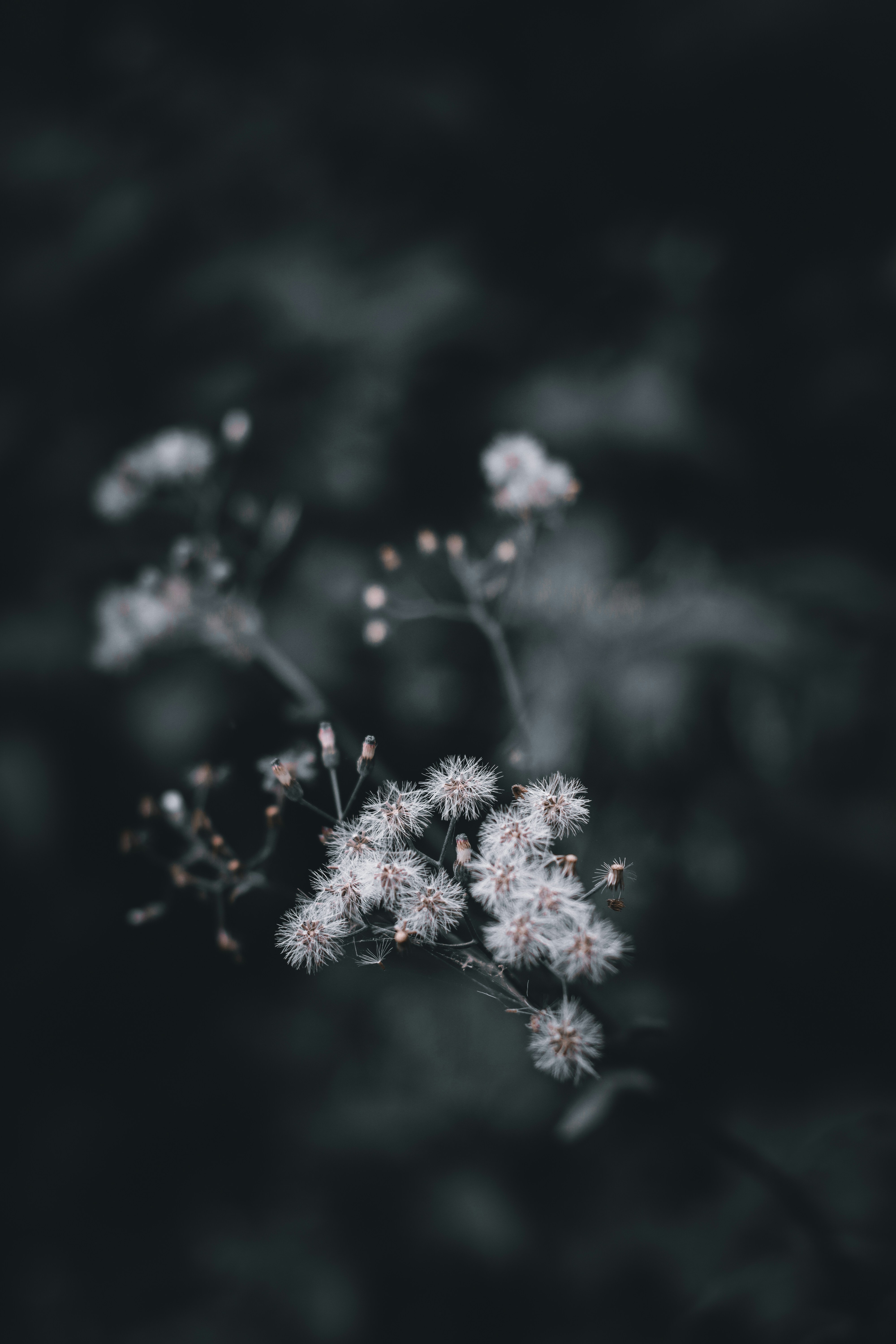 Photo by mynicknameisjosh